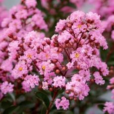 Lagerstroemia indica ´Eveline´®