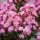 Lagerstroemia indica ´Eveline´®