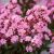 Lagerstroemia indica ´Eveline´® Lagerstroemia indica ´Eveline´®