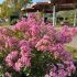 Lagerstroemia indica ´Eveline´®