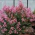 Lagerstroemia indica ´Eveline´®