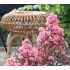 Lagerstroemia indica ´Eveline´®