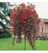 Ruža stromčeková ´AURORA´ previsnutá