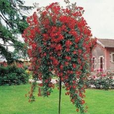 Ruža stromčeková ´AURORA´ previsnutá