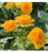 Ruža stromčeková ´KERIO´