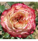 Ruža stromčeková ´APPLE JACK´