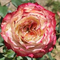 Ruža stromčeková ´APPLE JACK´