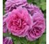 Ruža stromčeková ´SWEET MADAME BLUE KM 90cm, voľnokorenná