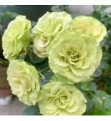 Ruža stromčeková ´LOVELY GREEN´