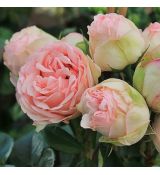 Ruža stromčeková ´CHARMING PIANO´