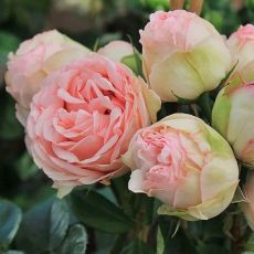 Ruža stromčeková ´CHARMING PIANO´