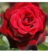 Ruža stromčeková ´BACCARA´