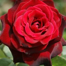 Ruža stromčeková ´BACCARA´