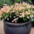 Weigela florida ´All Summer Peach´®