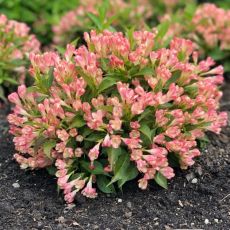 Weigela florida ´All Summer Peach´®