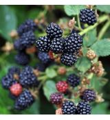 Černica beztrnová´Thornless Evergreen´