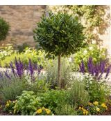 Vavrín pravý (Bobkový list) na kmienku