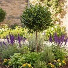 Vavrín pravý (Bobkový list) na kmienku