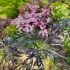 Sambucus nigra ´Black Lace´®