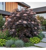 Sambucus nigra ´Black Lace´®