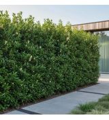 Prunus lusitanica ´Angustifolia´