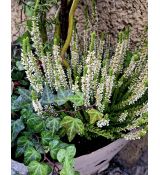 Erica carnea ´Springwood White´