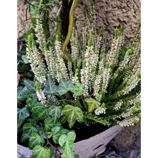 Erica carnea ´Springwood White´