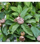 Mišpuľa ´Holandská obria´