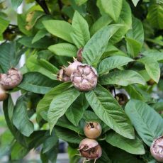 Mišpuľa ´Holandská obria´