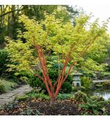 Acer palmatum ´Sango Kaku´