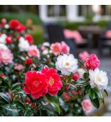 Camellia japonica ´Mix´