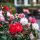 Camellia japonica ´Mix´