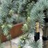 Cedrus atlantica ´Glauca Pendula´ na kmienku