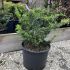 Cedrus libani ´Sargentii Pendula´