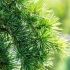Cedrus libani ´Sargentii Pendula´ na kmienku