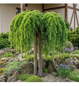 Cedrus libani ´Sargentii Pendula´ na kmienku