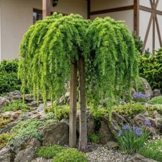 Cedrus libani ´Sargentii Pendula´ na kmienku