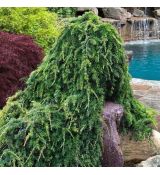 Cedrus libani ´Sargentii Pendula´