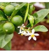 Citrus aurantifolia ´Lime´