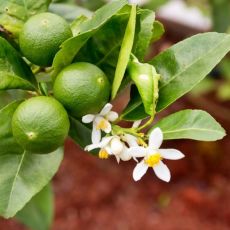 Citrus aurantifolia ´Lime´