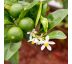 Citrus aurantifolia ´Lime´ 7L / KM 30-40cm