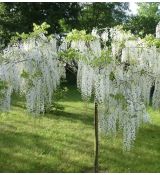 Wisteria Sinensis ´Mix´ na kmienku