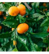 Citrus reticulata ´Monreal´