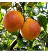 Citrus sinensis ´Tarocco´