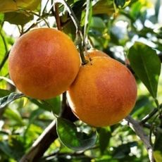 Citrus sinensis ´Tarocco´