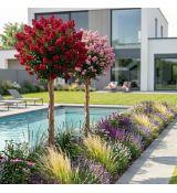 Lagerstroemia Indica ´Mix´ na nízkom kmienku