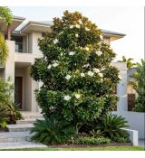 Magnolia grandiflora 'Gallisoniensis'