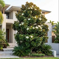Magnolia grandiflora 'Gallisoniensis'