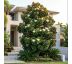 Magnolia grandiflora 'Gallisoniensis' 9L / výška 80-100 cm