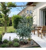Eucalyptus ´Gunnii´